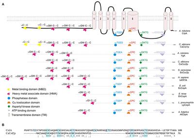 Copper Resistance in Aspergillus nidulans Relies on the PI-Type ATPase CrpA, Regulated by the Transcription Factor AceA